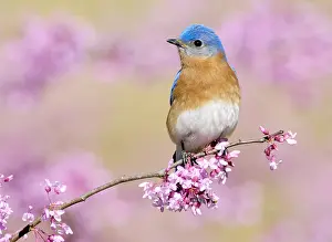 Thrushes: Eastern Bluebird (Sialia sialis), Texas, USA