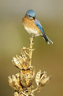 Thrushes: Eastern Bluebird (Sialia sialis), Texas, USA