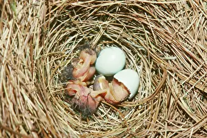 Bluebirds: Eastern Bluebirds hatching in nest