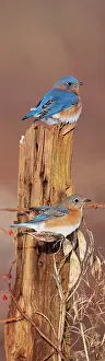 Bluebirds: Eastern Bluebirds - in winter