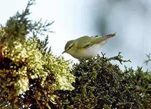 Bonelli: Eastern Bonelli's Warbler - April