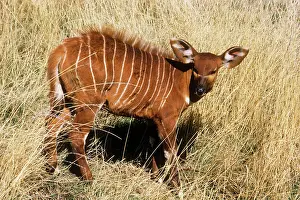 Bongo: Eastern Bongo Antelope - calf