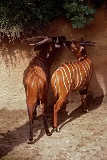 Bongo: Eastern Bongo Antelope - male & female
