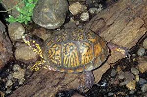 Terrapene: EASTERN BOX TURTLE