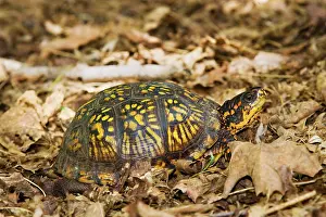 Terrapene: Eastern Box Turtle