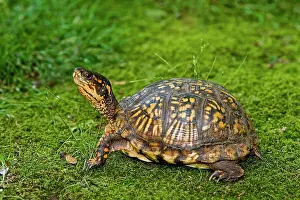 Terrapene: Eastern Box Turtle