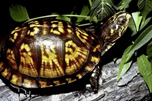 Terrapene: Eastern Box Turtle