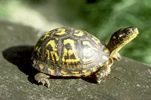 Terrapene: Eastern Box Turtle
