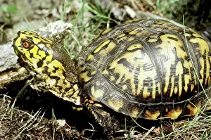 Terrapene: Eastern Box Turtle