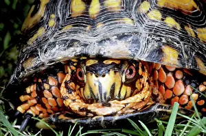 Rings: Eastern Box Turtle