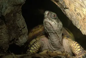 Terrapene: Eastern Box Turtle