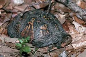 Rings: Eastern Box Turtle