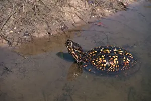 Terrapene: Eastern Box Turtle