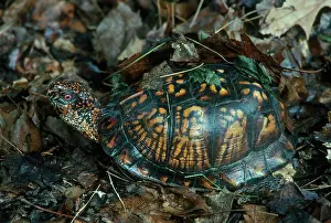 Terrapene: Eastern Box Turtle