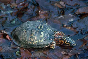 Terrapene: Eastern Box Turtle
