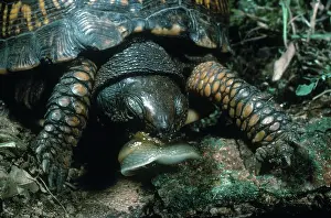 Terrapene: Eastern Box Turtle