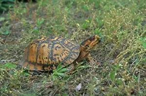Rings: Eastern Box Turtle