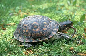 Rings: Eastern Box Turtle