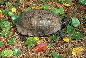 Rings: Eastern Box Turtle