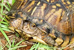 Rings: Eastern Box Turtle