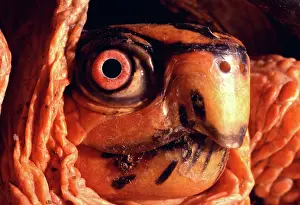 Terrapene: Eastern Box Turtle