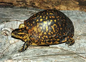 Terrapene: Eastern Box Turtle