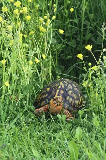 Terrapene: Eastern Box Turtle
