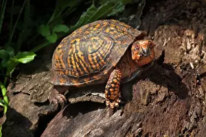Terrapene: Eastern Box Turtle