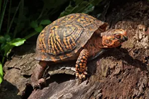 Terrapene: Eastern Box Turtle
