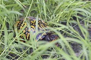Terrapene: Eastern Box Turtle