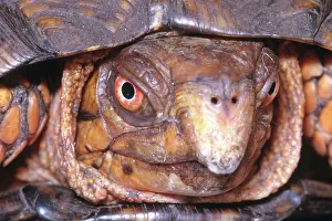 Terrapene: Eastern Box Turtle