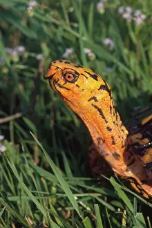 Terrapene: Eastern Box Turtle