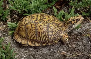 Terrapene: Eastern Box Turtle