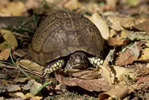 Terrapene: Eastern Box Turtle