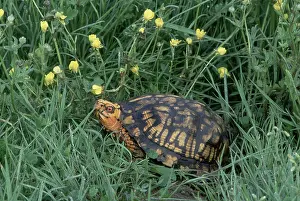 Terrapene: Eastern Box Turtle