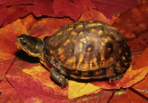 Terrapene: Eastern Box Turtle