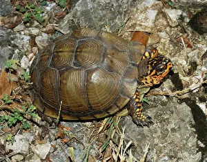 Rings: Eastern Box Turtle