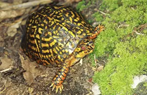 Terrapene: Eastern Box Turtle