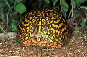 Terrapene: Eastern Box Turtle
