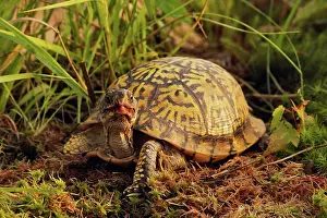 Terrapene: Eastern Box Turtle