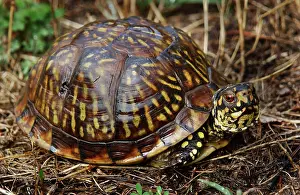 Terrapene: Eastern Box Turtle