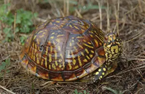 Terrapene: Eastern Box Turtle