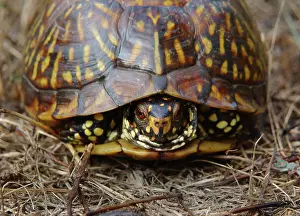 Terrapene: Eastern Box Turtle