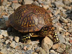 Terrapene: Eastern Box Turtle