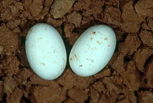 Terrapene: Eastern Box Turtle Eggs