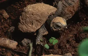 Terrapene: Eastern Box Turtle Hatchling