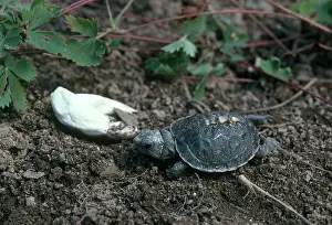 Terrapene: Eastern Box Turtle Hatchling