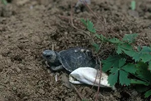 Terrapene: Eastern Box Turtle Hatchling