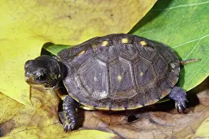 Terrapene: Eastern Box Turtle hatchling