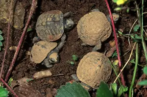 Leaving: Eastern Box Turtle Hatchlings